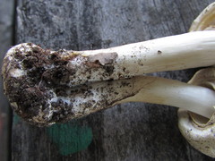 Agaricus approximans