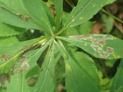 Liriomyza limopsis