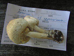 Agaricus approximans