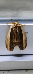 Truncaptera truncata