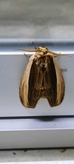 Truncaptera truncata