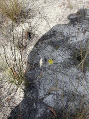 Tricoryne muricata