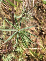 Lupinus benthamii