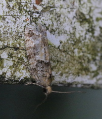 Zeiraphera canadensis