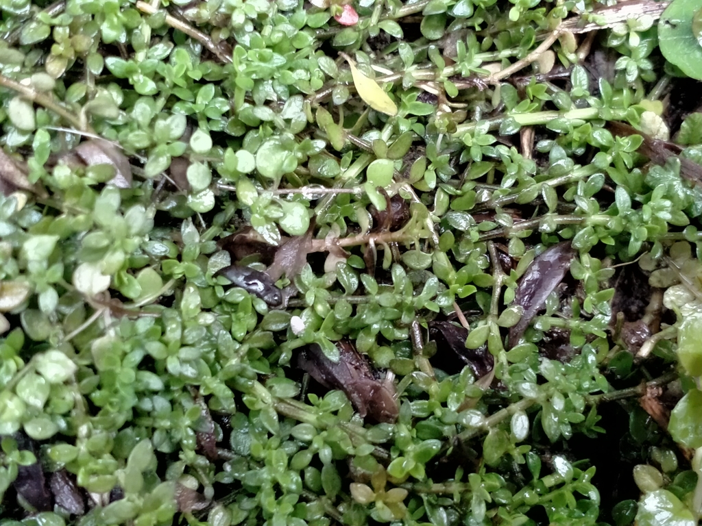 Tetrachondra hamiltonii