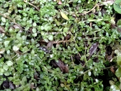 Tetrachondra hamiltonii