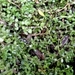 Tetrachondra hamiltonii - Photo (c) John Barkla, alguns direitos reservados (CC BY), uploaded by John Barkla