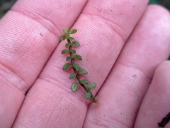 Tetrachondra hamiltonii