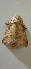 Drugera mimica