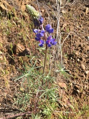 Lupinus benthamii