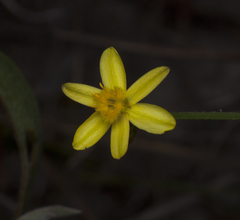 Tricoryne muricata