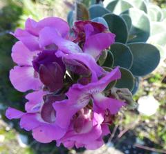 Podalyria myrtillifolia