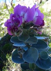 Podalyria myrtillifolia