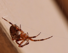 Araneus diadematus