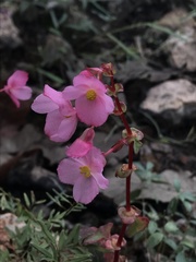 Begonia tapatia