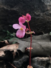 Begonia tapatia