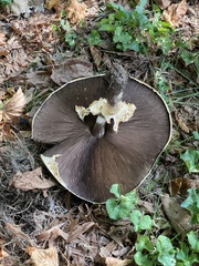 Agaricus nanaugustus