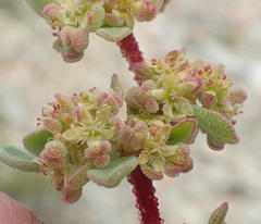 Aizoon papulosum