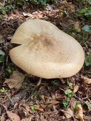 Agaricus nanaugustus