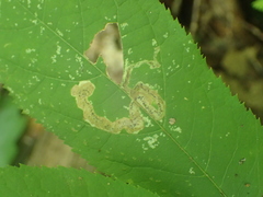 Phytomyza aralivora