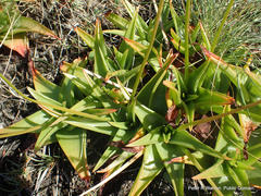 Bulbine latifolia latifolia