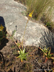 Bulbine latifolia latifolia