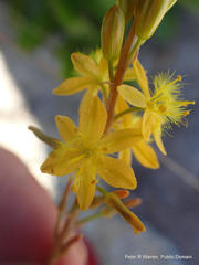 Bulbine latifolia latifolia