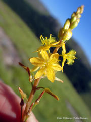 Bulbine latifolia latifolia
