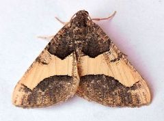 Frederickia hypaethrata