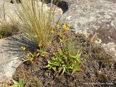 Bulbine latifolia latifolia