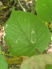 Phyllonorycter lucetiella