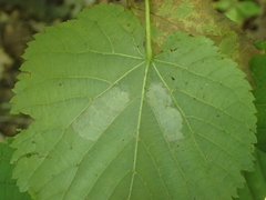 Phyllonorycter lucetiella