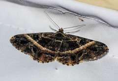 Harutalcis vialis