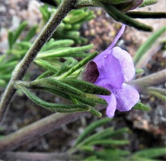 Prostanthera stenophylla