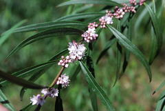 Myoporum bateae