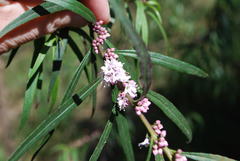 Myoporum bateae