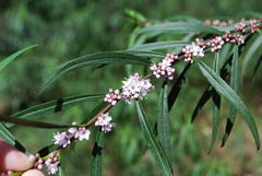 Myoporum bateae
