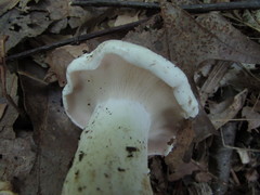 Lactifluus glaucescens