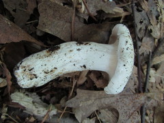 Lactifluus glaucescens