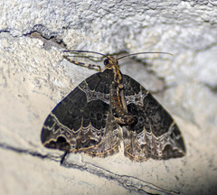 Ecliptopera postpallida