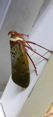Copidocephala guttata