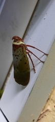 Copidocephala guttata