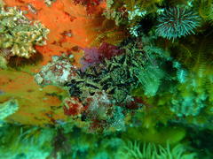 Choromytilus meridionalis