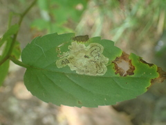 Liriomyza limopsis