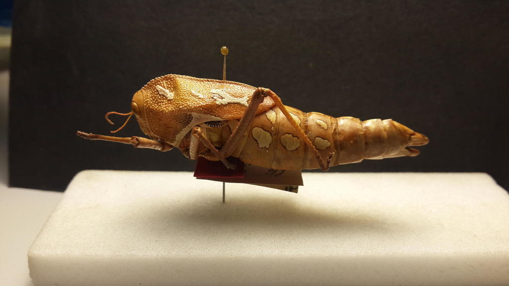 Bullacris boschimana