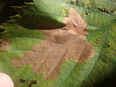 Cameraria ostryarella