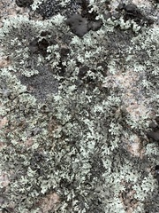 Xanthoparmelia viriduloumbrina