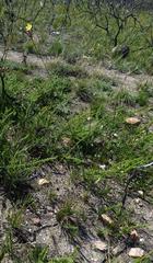 Bobartia longicyma