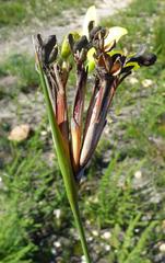 Bobartia longicyma