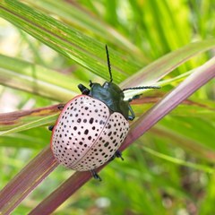 Doryphora paykulli